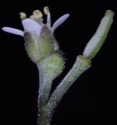Cardamine bisetosa. Side view of flower.
 Image: P.B. Heenan © Landcare Research 2019 CC BY 3.0 NZ